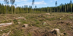 Firewood