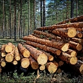 Round timber purchase