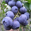 Berry forest