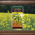 Camelina eļļa