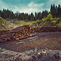 Logging services