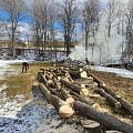 Dangerous tree cutting