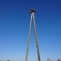 Arboriculture services