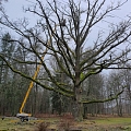 Branch cutting