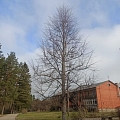 Arboriculture