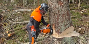 Wood-felling areas