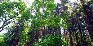Buying of felling sites