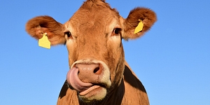 Cattle purchase