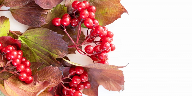 About Guelder rose
