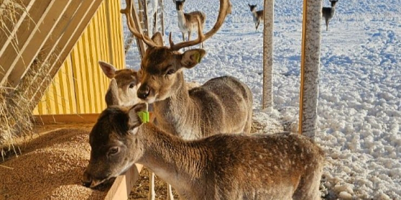 Dzīvnieku apskate un barošana