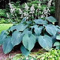 Perennials