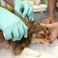 24-hour veterinary clinic in Riga
