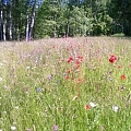 Grass seeds for meadows and pastures