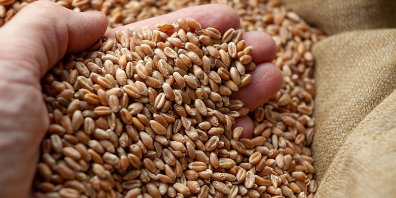 Grain purchasing in Latvia