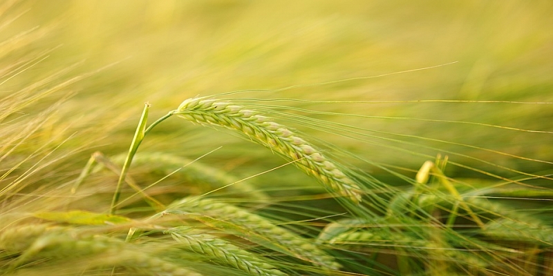 Выращивание пищевого и кормового зерна