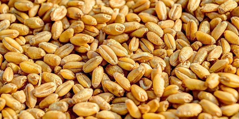Пункт приемки зерна Latraps