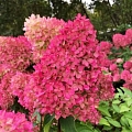 Hydrangea