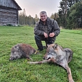 Охота на волков