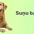 корм для собак