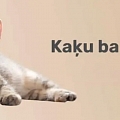 корм для кошек