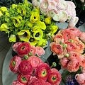 fresh flowers