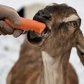 PartyZoo – a kid enjoying a delicious carrot
