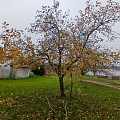 Apzaļumošana