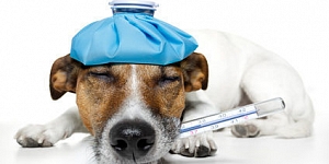Vet ambulance