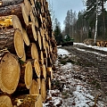 Реализация леса