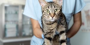 Pet health care