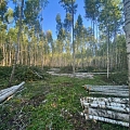Logging services