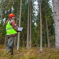 Sale of forest property