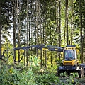 logging, timber supply