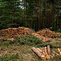 Logging services