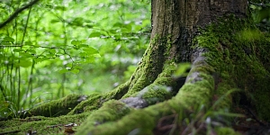 Forest purchase