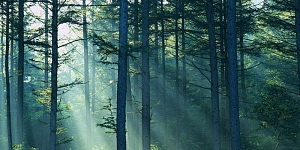 Logging