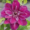 Clematis