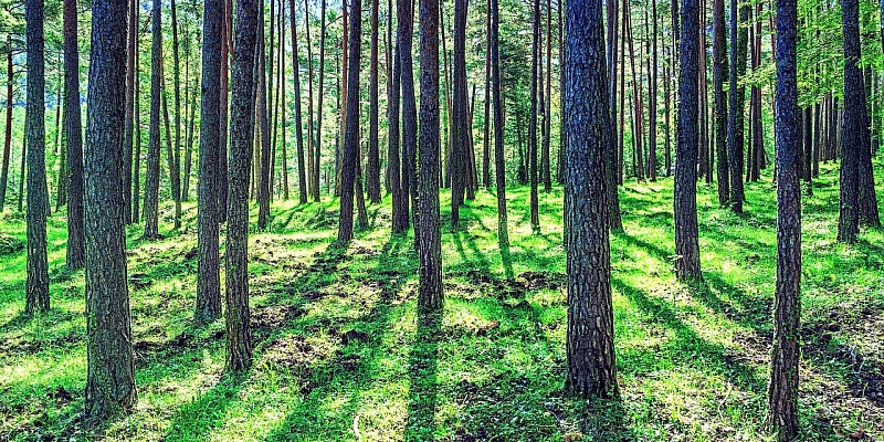 Агротехнический уход