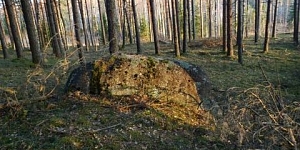 Покупаем леса