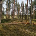 Logging