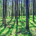 Лесоразработка