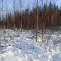 Лесные услуги