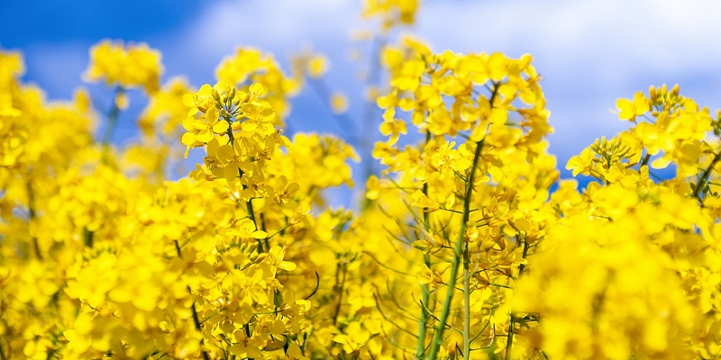 Rapeseed procurement throughout Latvia