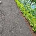 planting care