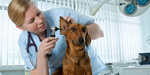 Vet ambulance