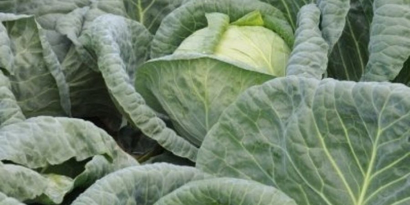 Seeds for professionals