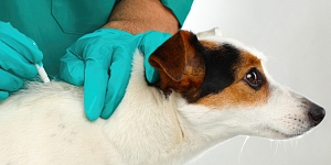 Vaccination and chipping