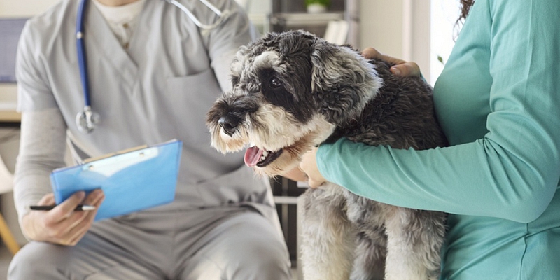 Veterinary advice