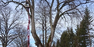 Dangerous tree cutting