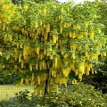 Ornamental shrubs